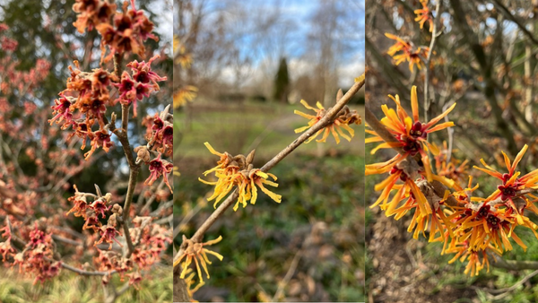 One of America’s Largest Witch Hazel Collections